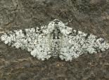 Peppered moth - northeastwildlife.co.uk